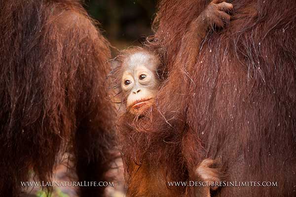 Orangutanes en borneo